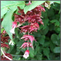 Himalayan honeysuckle, Leycesteria formosa, Fithleann lainn