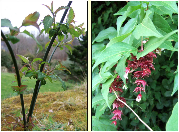 Himalayan honeysuckle, Leycesteria formosa, Fithleann lainn