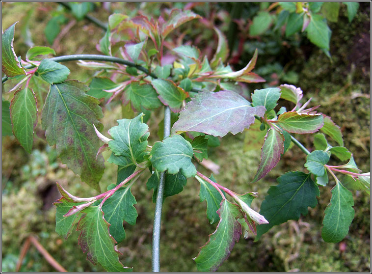 Himalayan honeysuckle, Leycesteria formosa, Fithleann lainn