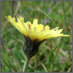 Hawkweeds, Hieracium