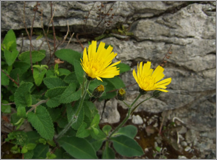 Hawkweeds, Hieracium