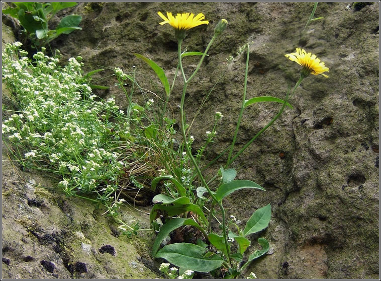 Hawkweeds, Hieracium