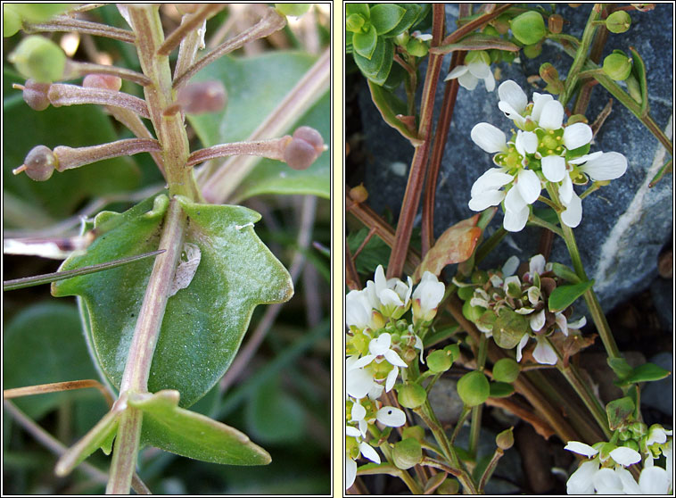 Common Scurvygrass, Cochlearia officinalis, Biolar tr