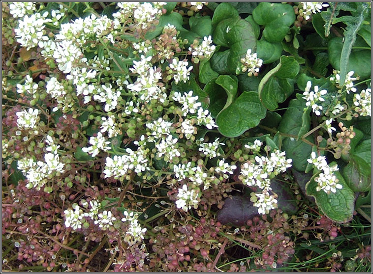 Common Scurvygrass, Cochlearia officinalis, Biolar trá