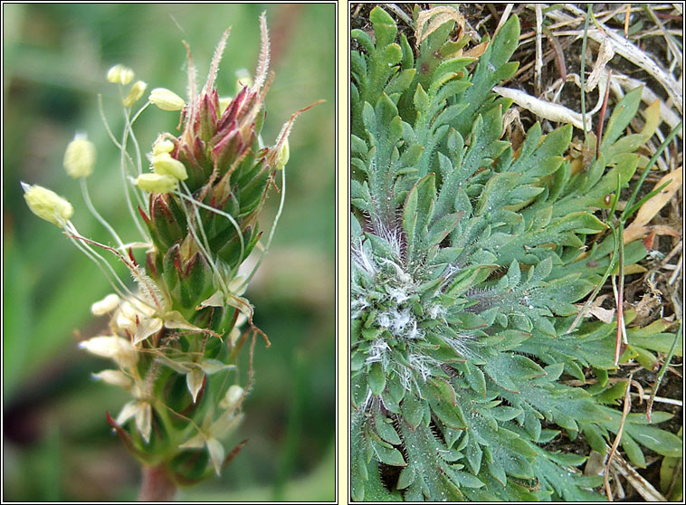 Bucks-horn Plantain, Plantago coronopus, Adharca fia