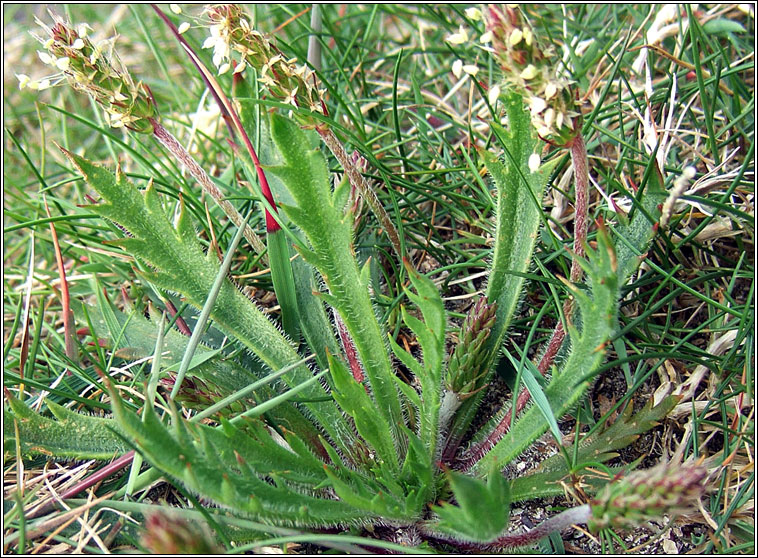 Bucks-horn Plantain, Plantago coronopus, Adharca fia