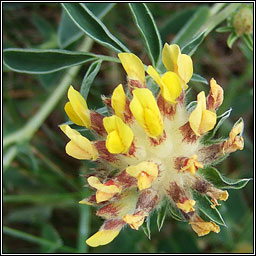 Kidney Vetch, Anthyllis vulneraria, Mara Muire