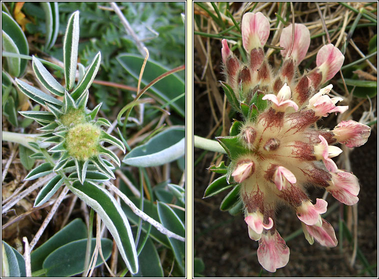 Kidney Vetch, Anthyllis vulneraria, Mara Muire