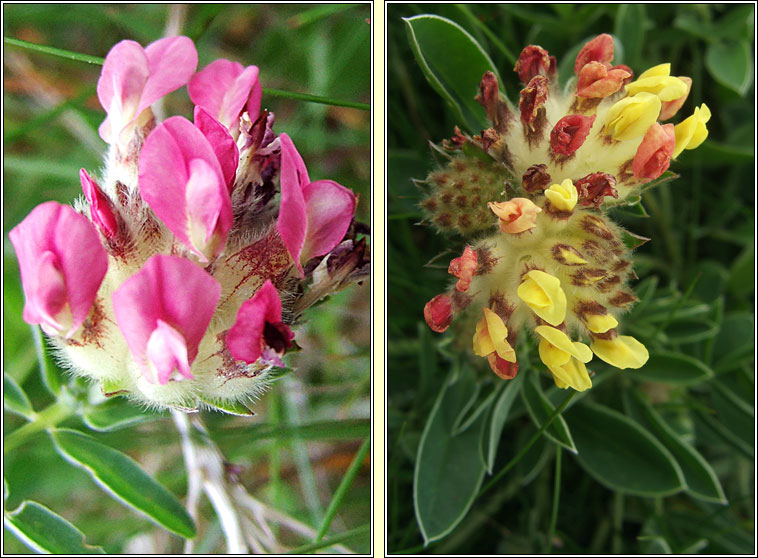 Kidney Vetch, Anthyllis vulneraria, Mara Muire