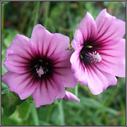 Tree-mallow, Malva arborea, Hocas ard