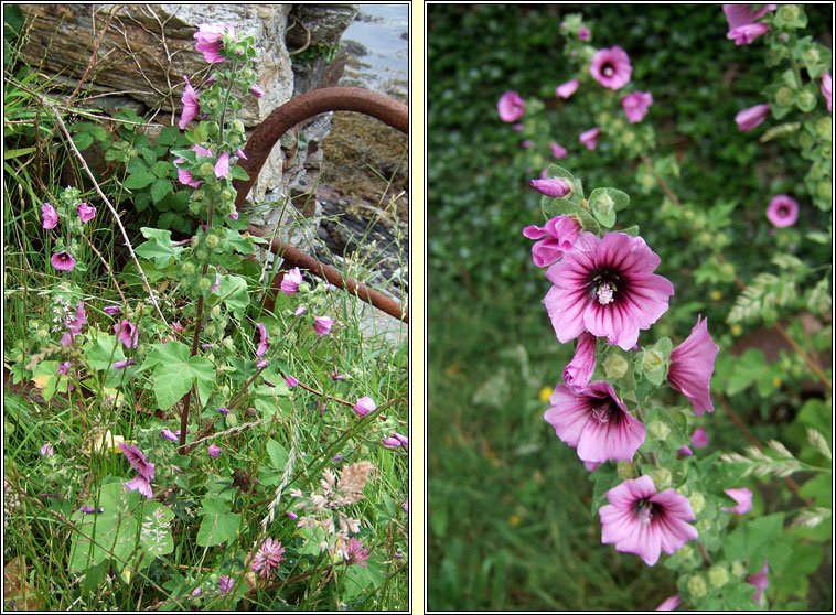 Tree-mallow, Malva arborea, Hocas ard