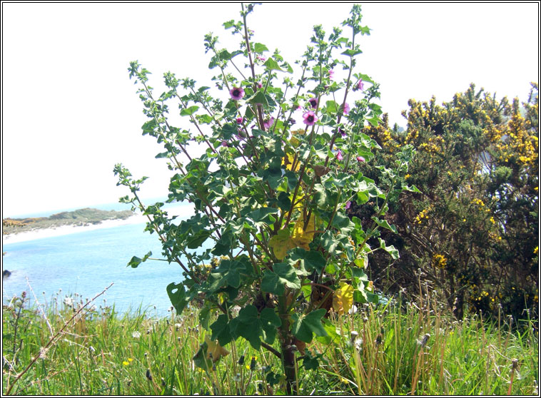 Tree-mallow, Malva arborea, Hocas ard