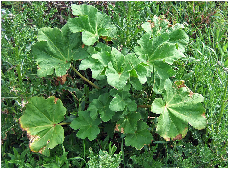 Tree-mallow, Malva arborea, Hocas ard