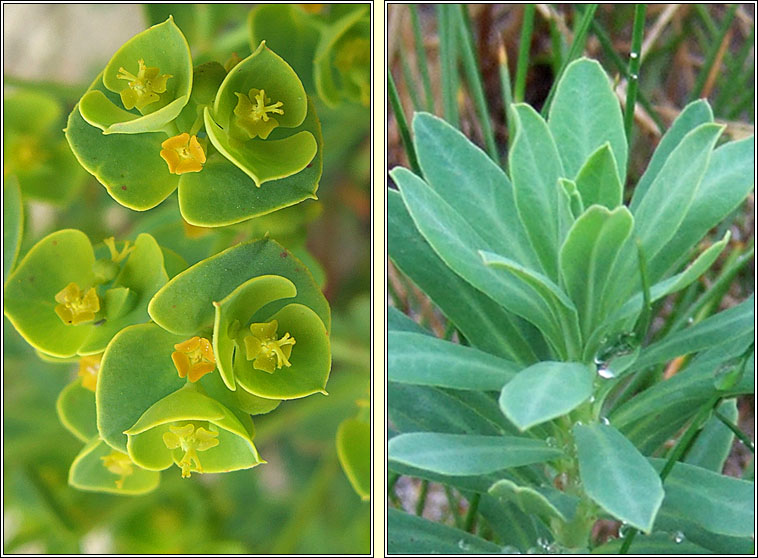 Portland Spurge, Euphorbia portlandica, Spuirse ghainimh