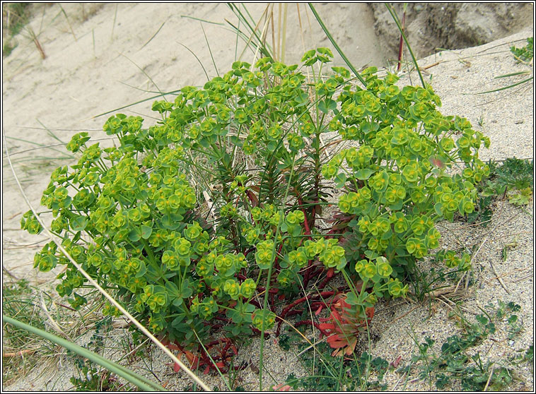 Portland Spurge, Euphorbia portlandica, Spuirse ghainimh