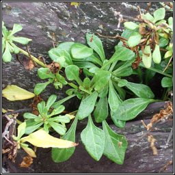 Sea Beet, Beta vulgaris subsp maritima, Laon na tr