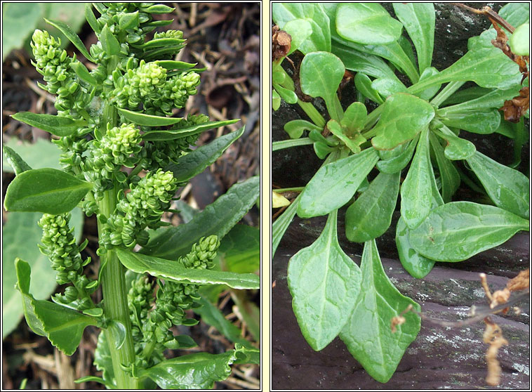 Sea Beet, Beta vulgaris subsp maritima, Laon na tr