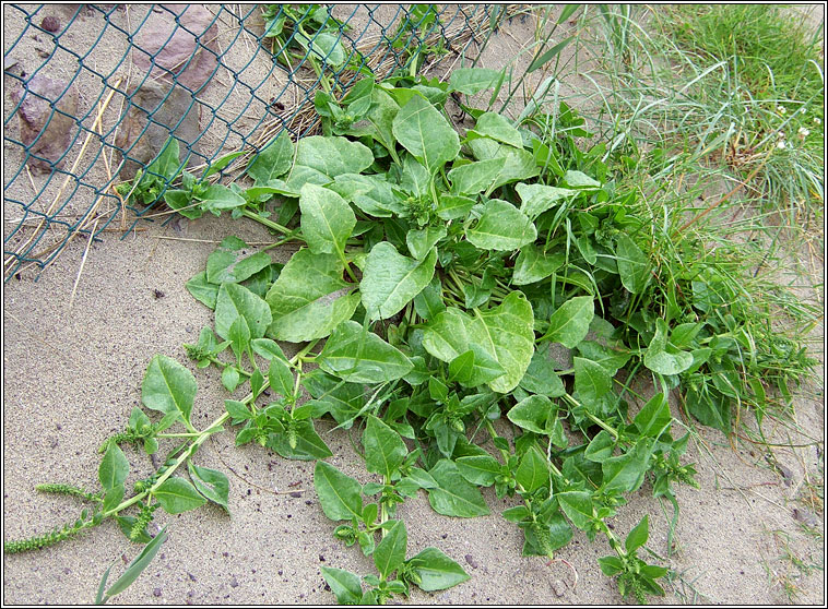 Sea Beet, Beta vulgaris subsp maritima, Laon na tr