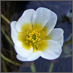 Stream Water-crowfoot, Ranunculus penicillatus, Nal uisce brige