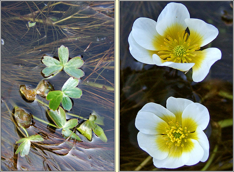 Stream Water-crowfoot, Ranunculus penicillatus, Nal uisce brige