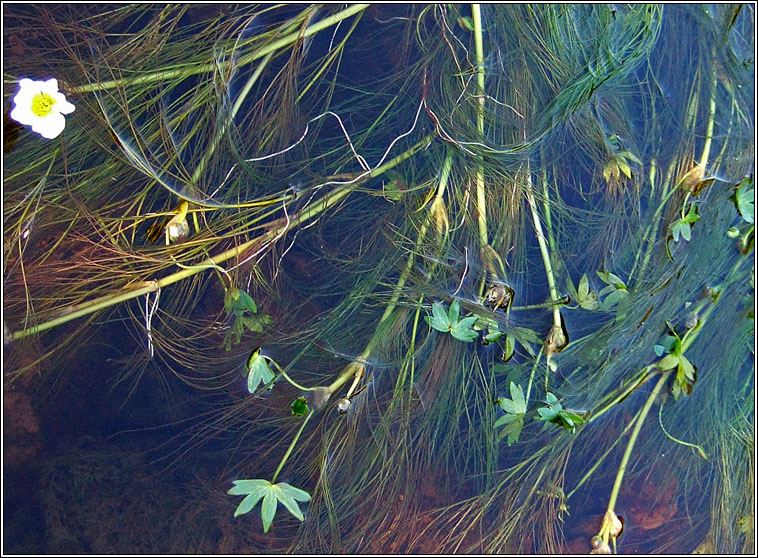 Stream Water-crowfoot, Ranunculus penicillatus, Néal uisce bréige