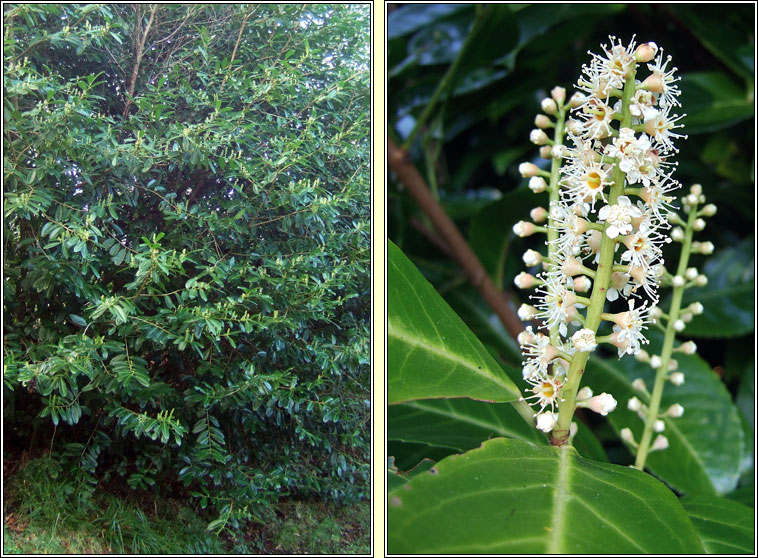 Laurel, Prunus laurocerasus, Labhras siln