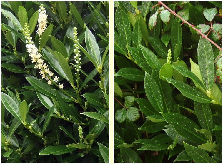 Laurel, Prunus laurocerasus, Labhras siln