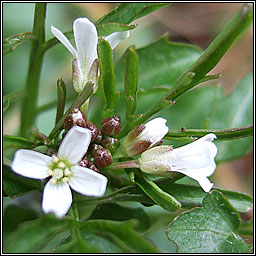 Wavy Bittercress, Cardamine flexuosa, Searbh-bhiolar casta