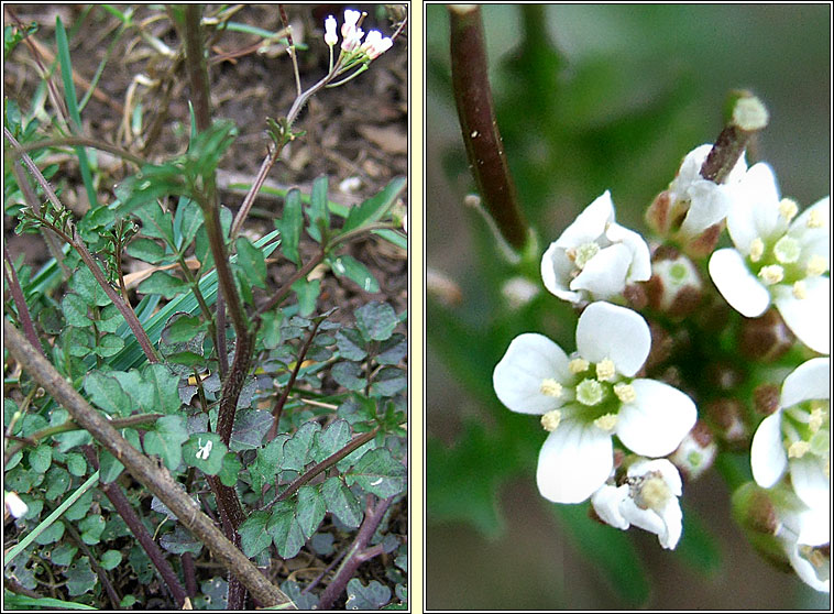 Wavy Bittercress, Cardamine flexuosa, Searbh-bhiolar casta