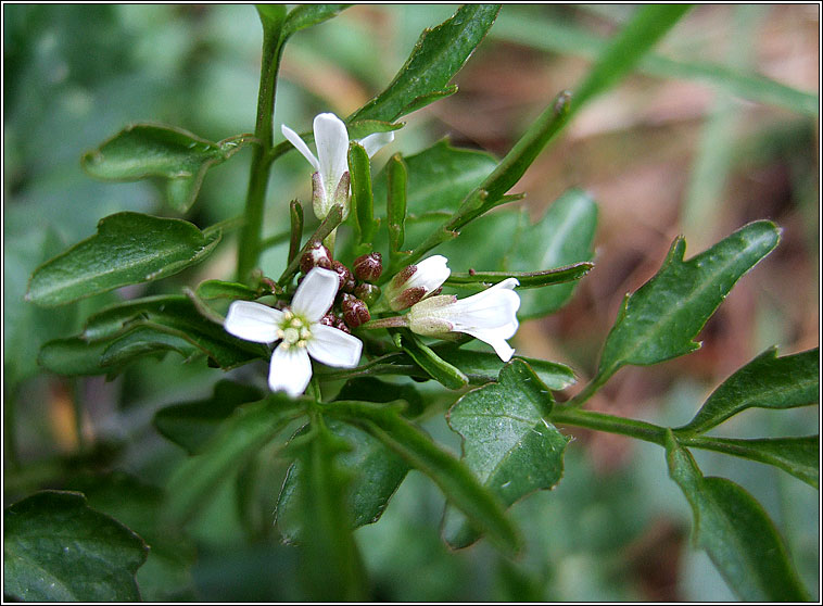 Wavy Bittercress, Cardamine flexuosa, Searbh-bhiolar casta