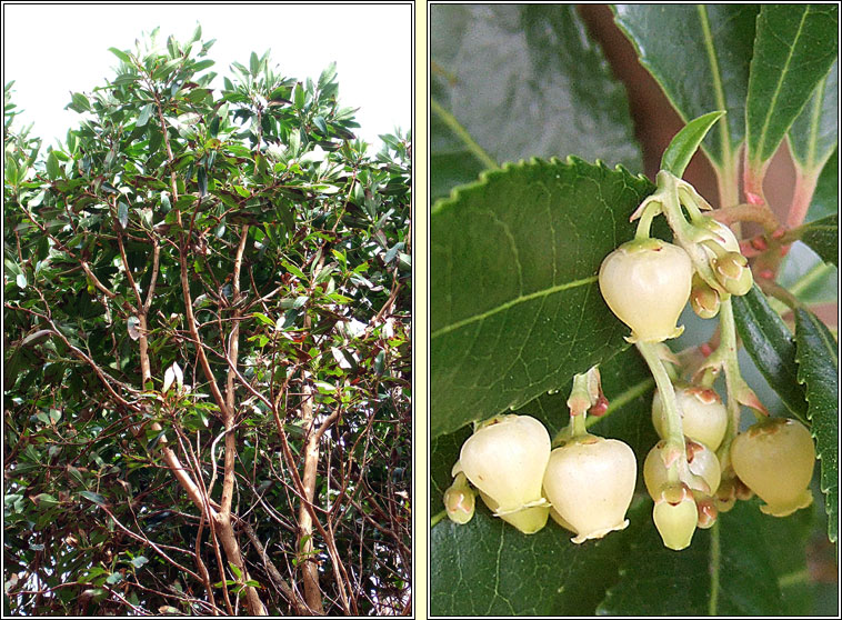 Strawberry Tree, Arbutus unedo, Caithne