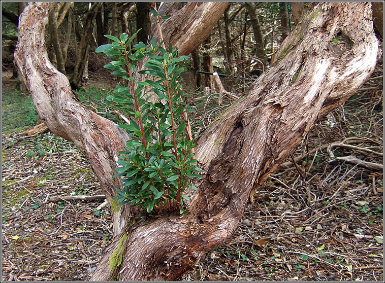 Strawberry Tree, Arbutus unedo, Caithne