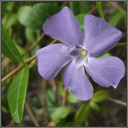 Lesser Periwinkle, Vinca minor, Fincn beag