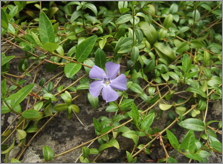 Lesser Periwinkle, Vinca minor, Fincn beag