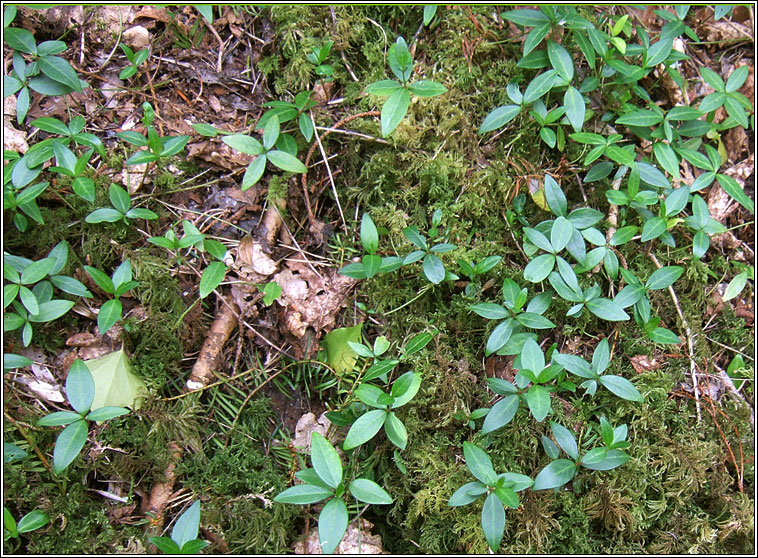 Lesser Periwinkle, Vinca minor, Fincn beag