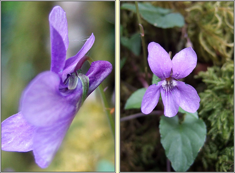 Early Dog-violet, Viola reichenbachiana, Sailchuach luath