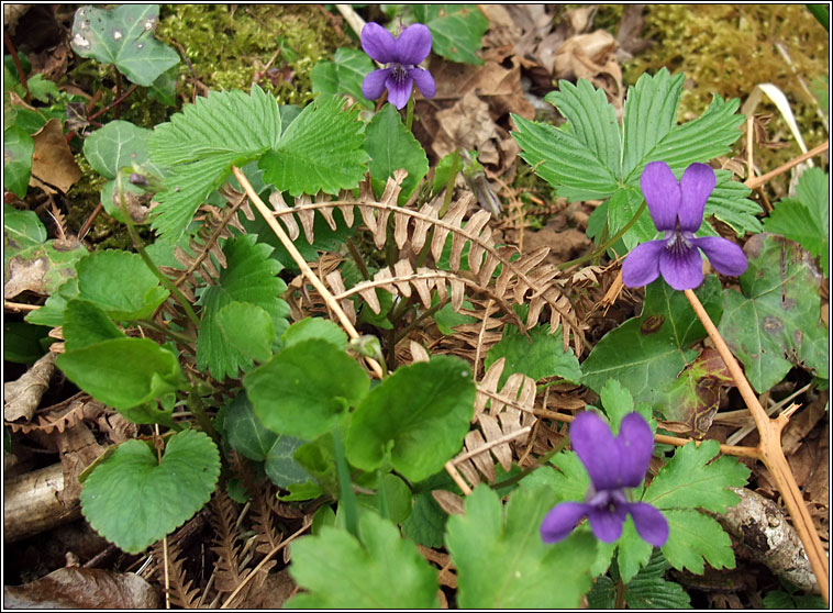 Early Dog-violet, Viola reichenbachiana, Sailchuach luath