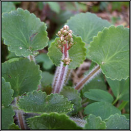 Kidney Saxifrage, Saxifraga hirsuta, Mrn giobach