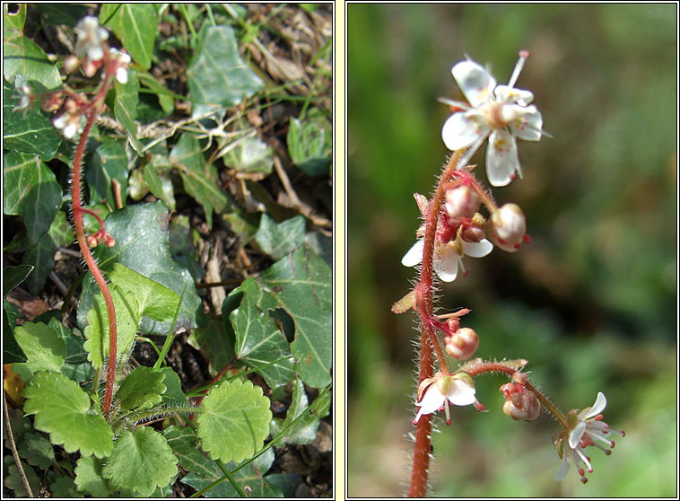 Kidney Saxifrage, Saxifraga hirsuta, Mrn giobach