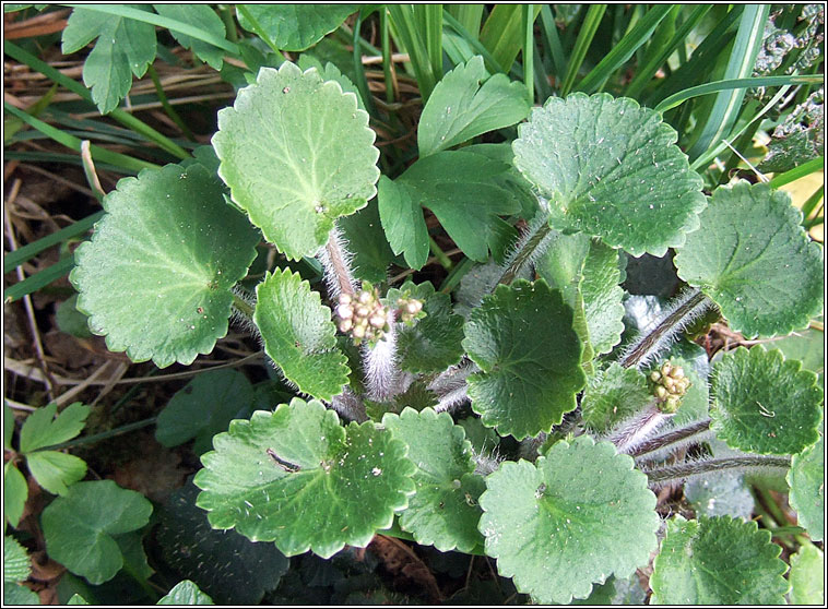 Kidney Saxifrage, Saxifraga hirsuta, Mrn giobach