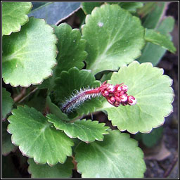 False Londonpride, Saxifraga x polita