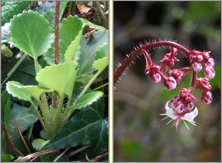 False Londonpride, Saxifraga x polita