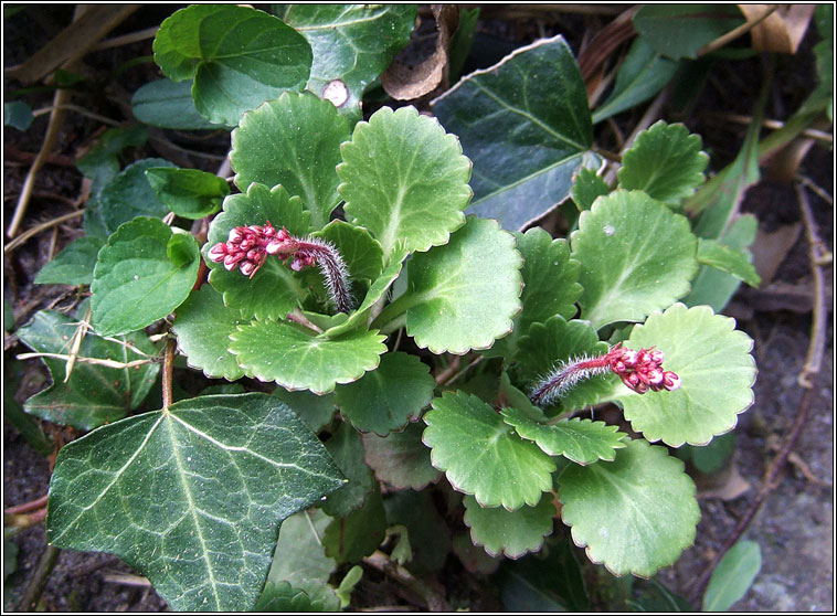 False Londonpride, Saxifraga x polita