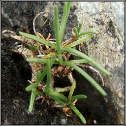 Sea Plantain, Plantago maritima, Slnlus mara