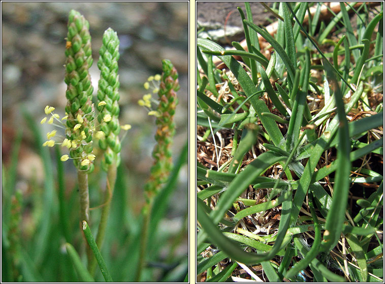 Sea Plantain, Plantago maritima, Slnlus mara