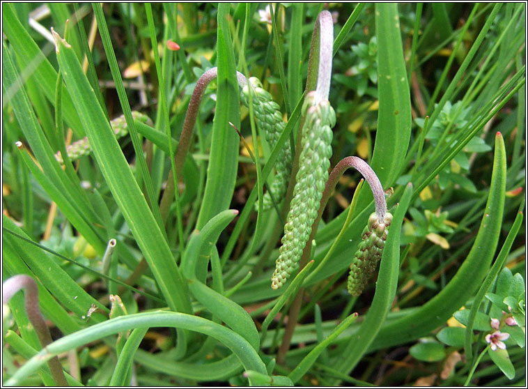 Sea Plantain, Plantago maritima, Slnlus mara