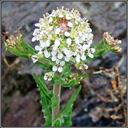 Smith's Pepperwort, Lepidium heterophyllum, Piobar an duine bhoicht