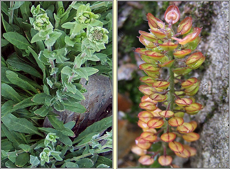 Smith's Pepperwort, Lepidium heterophyllum, Piobar an duine bhoicht