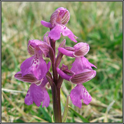 Green-winged Orchid, Anacamptis morio, Magairln fitheach