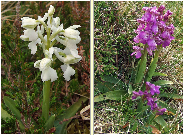 Green-winged Orchid, Anacamptis morio, Magairln fitheach